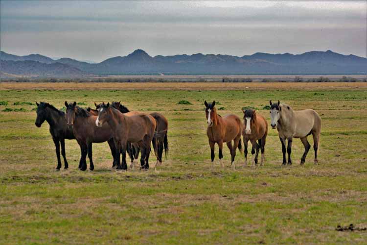 mustangs
